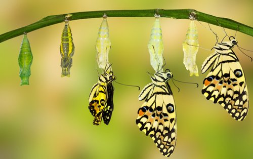 En sommerfugl gennemgår forandring fra pubbe til sommerfugl.